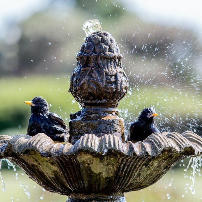 bird bath