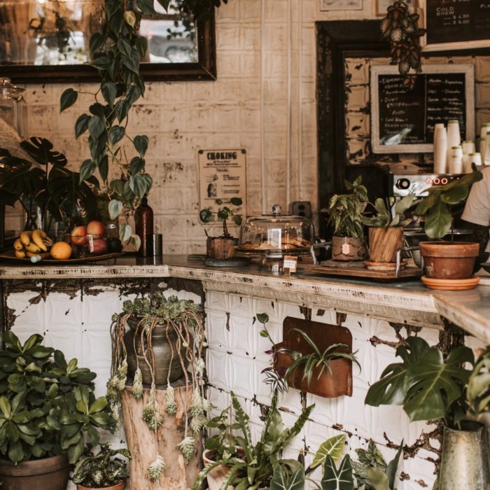 rustic cafe with dying plants