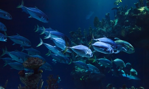 Under the sea