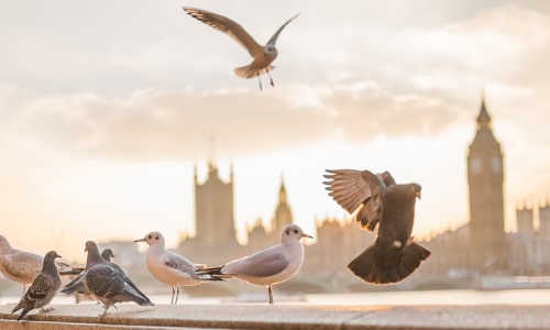 london and birds